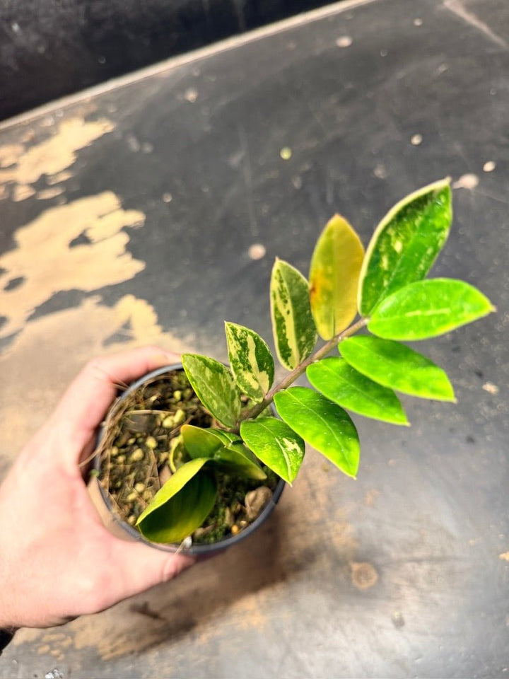 Handpicked 9 - Zamioculcas Zamiifolia Variegata - 100mm Pot | Uprooted