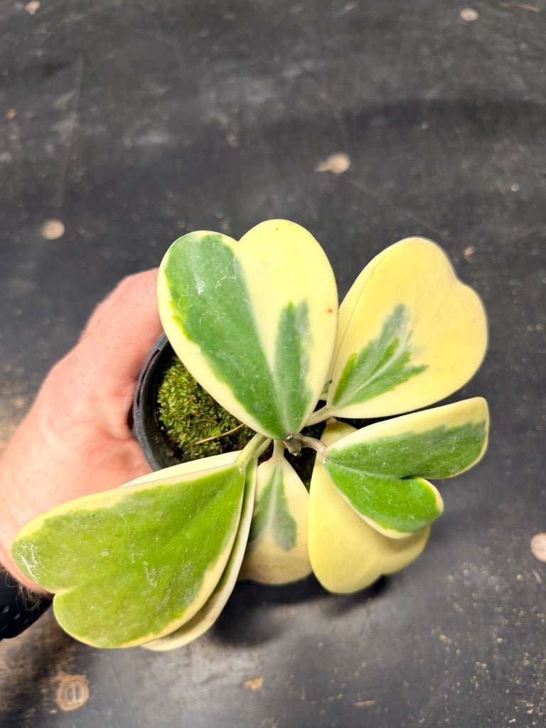 Handpicked 91 - Hoya Kerrii Albomarginata - 100mm Pot | Uprooted