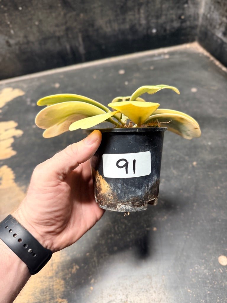 Handpicked 91 - Hoya Kerrii Albomarginata - 100mm Pot | Uprooted