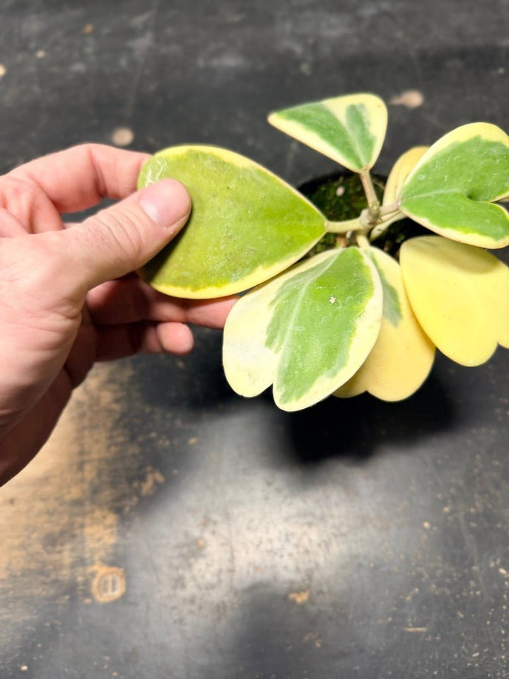 Handpicked 91 - Hoya Kerrii Albomarginata - 100mm Pot | Uprooted