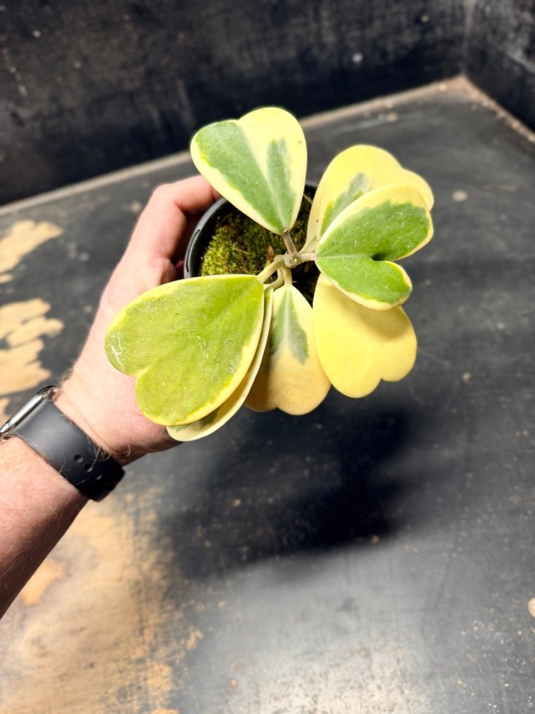 Handpicked 91 - Hoya Kerrii Albomarginata - 100mm Pot | Uprooted