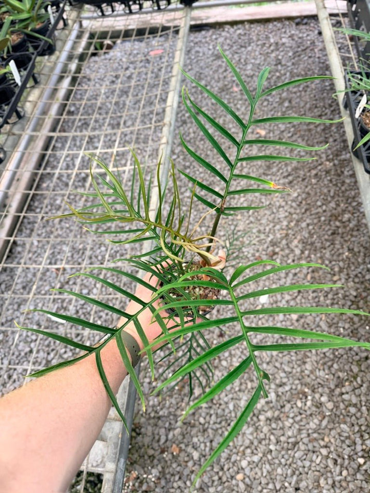 Handpicked 91 - Philodendron Tortum | Uprooted