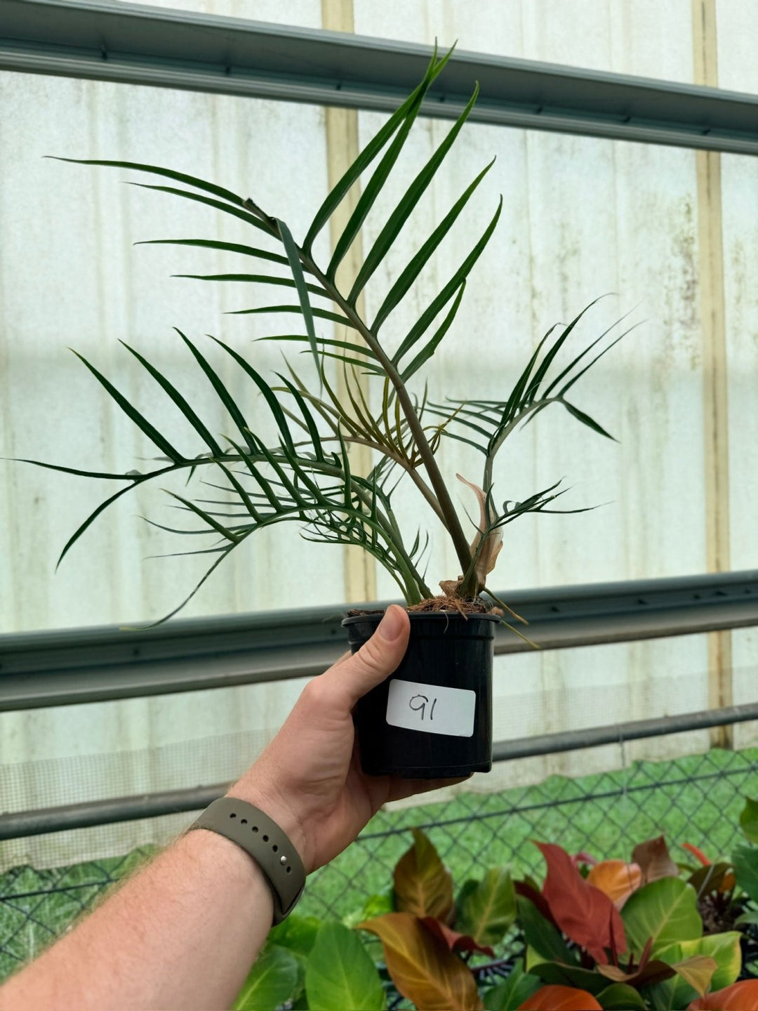 Handpicked 91 - Philodendron Tortum | Uprooted