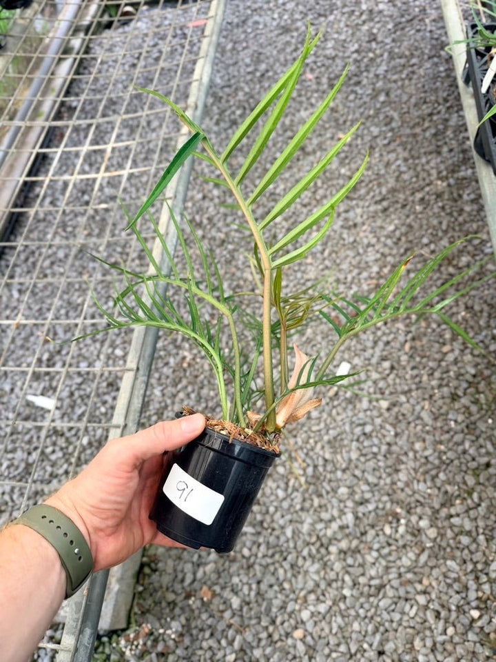 Handpicked 91 - Philodendron Tortum | Uprooted