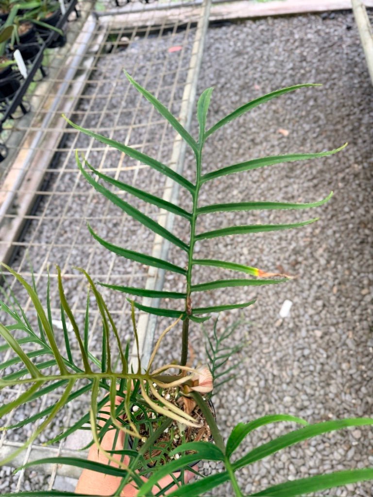 Handpicked 91 - Philodendron Tortum | Uprooted