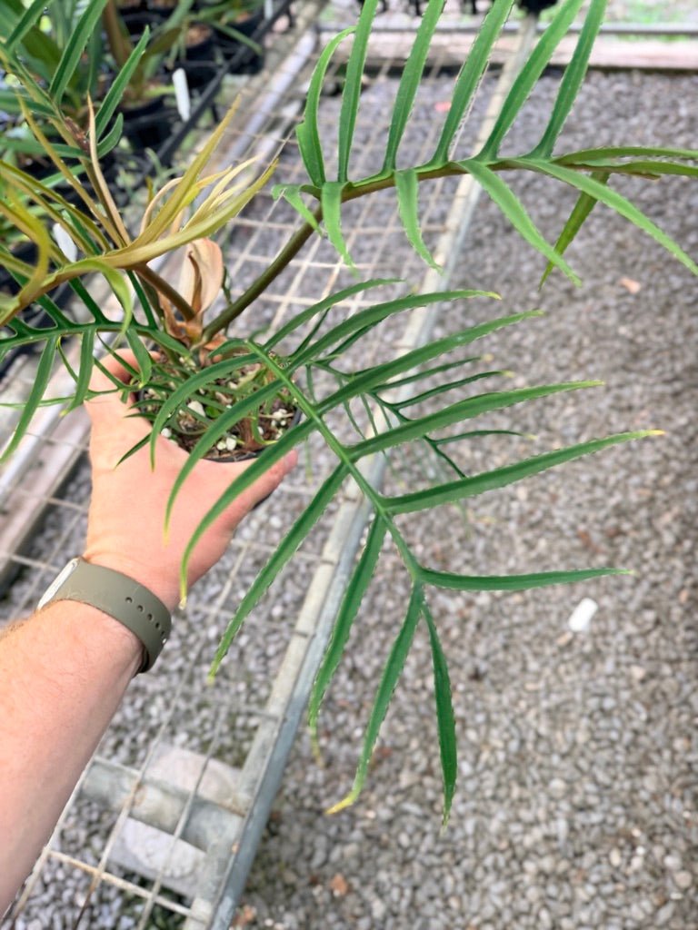 Handpicked 91 - Philodendron Tortum | Uprooted