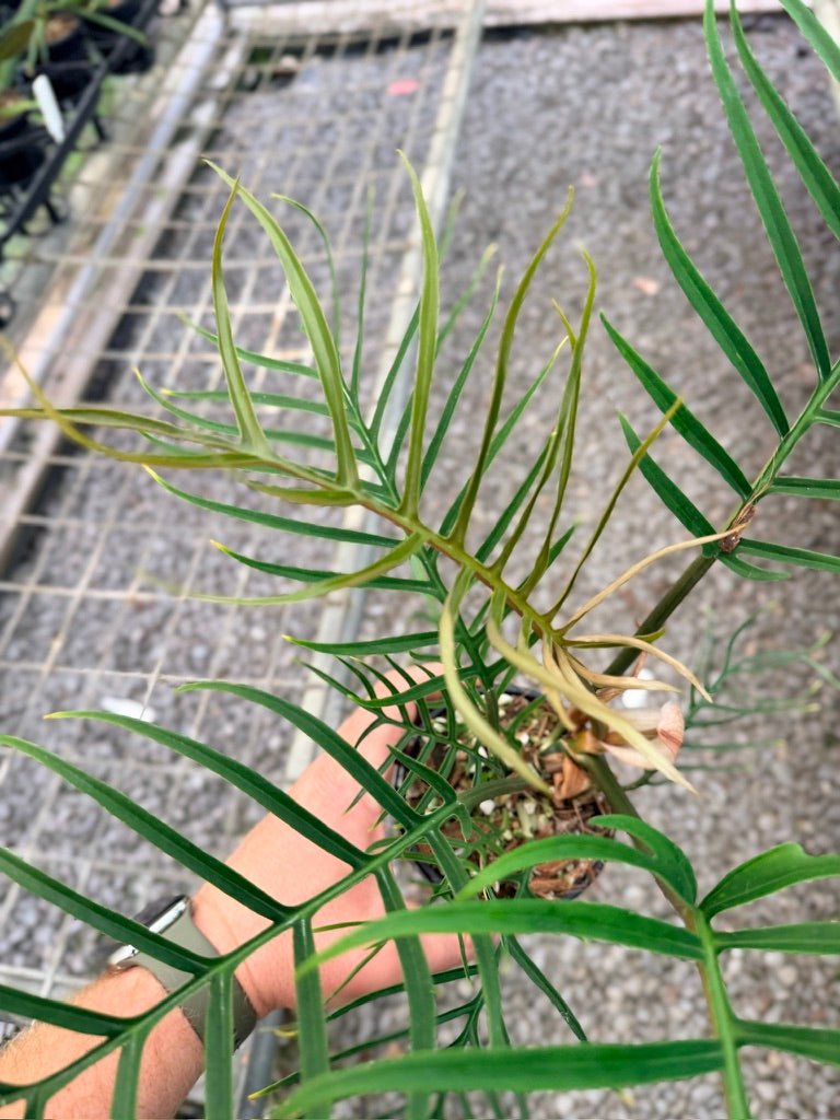 Handpicked 91 - Philodendron Tortum | Uprooted