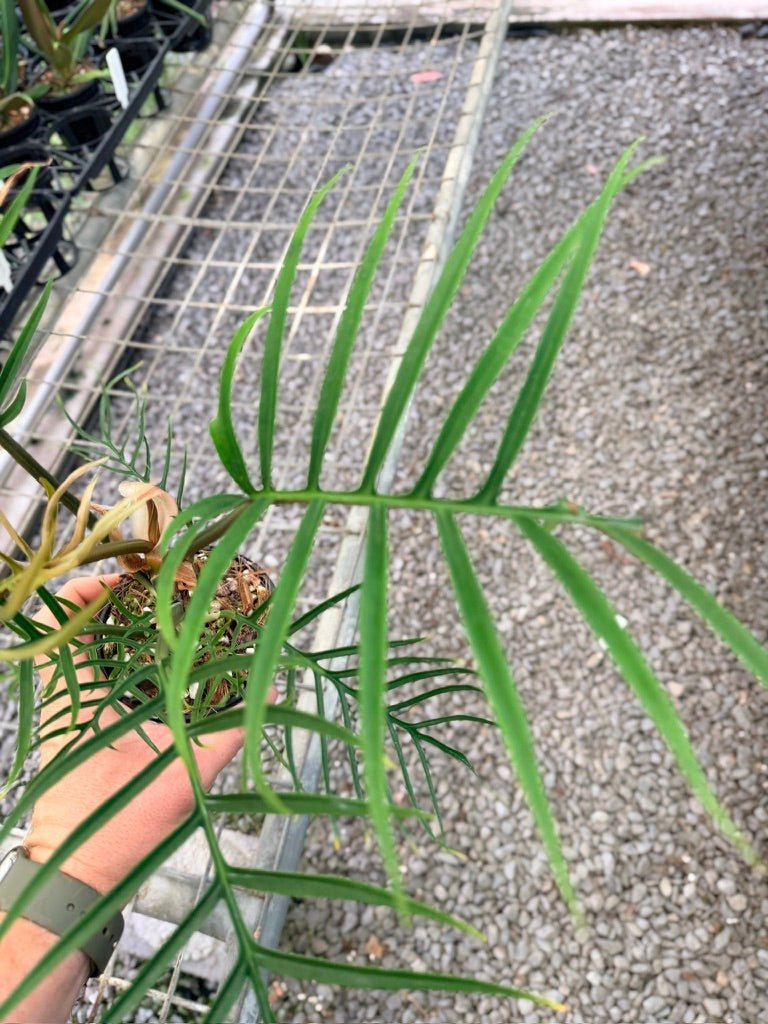 Handpicked 91 - Philodendron Tortum | Uprooted