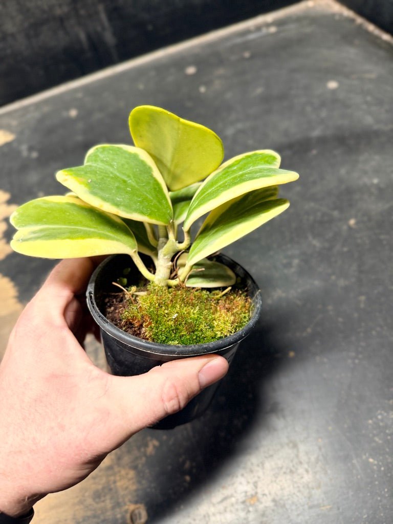 Handpicked 92 - Hoya Kerrii Albomarginata - 100mm Pot | Uprooted