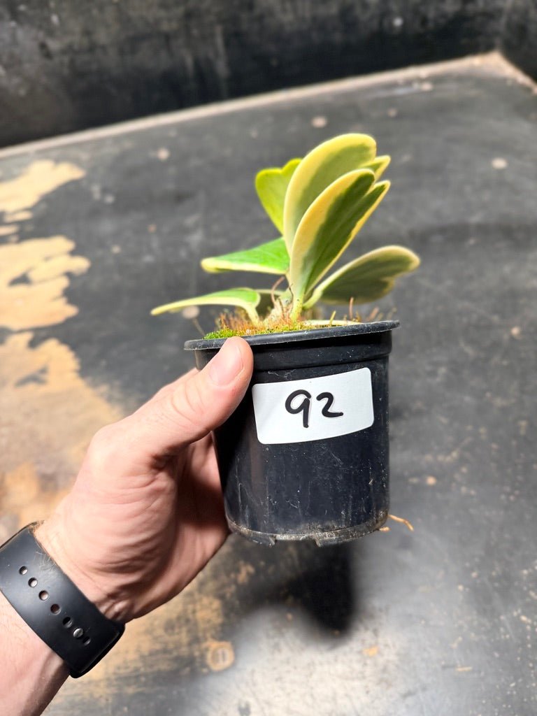Handpicked 92 - Hoya Kerrii Albomarginata - 100mm Pot | Uprooted