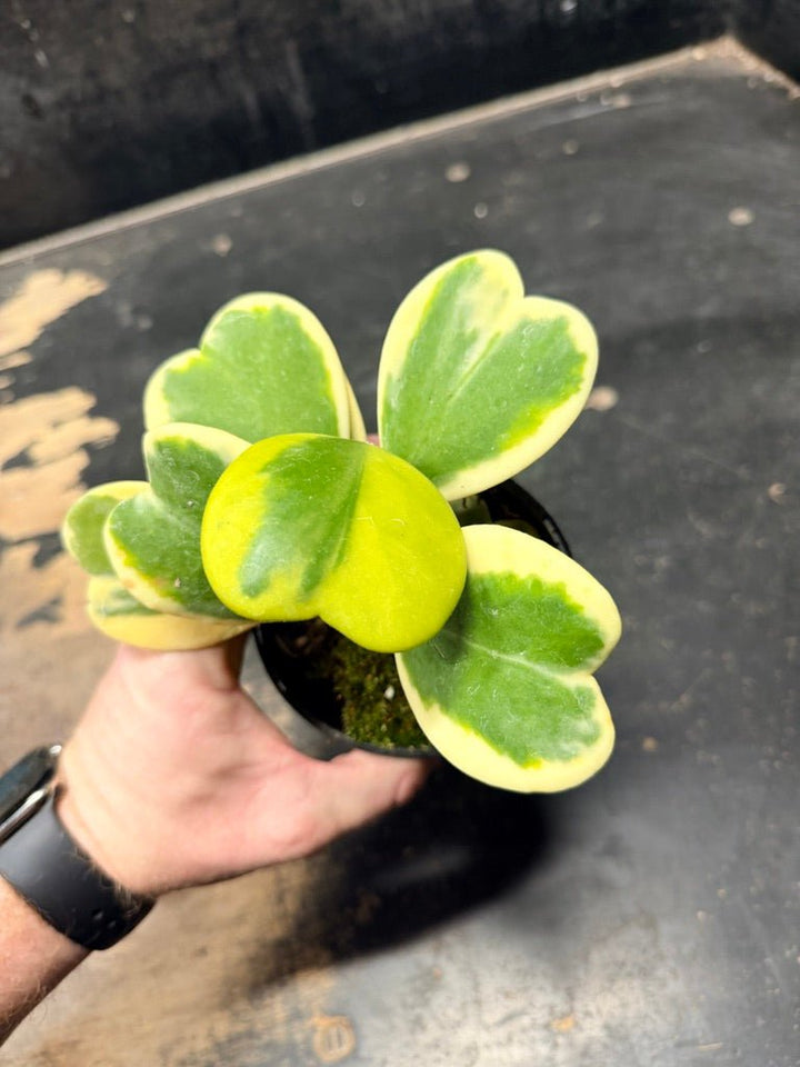 Handpicked 92 - Hoya Kerrii Albomarginata - 100mm Pot | Uprooted