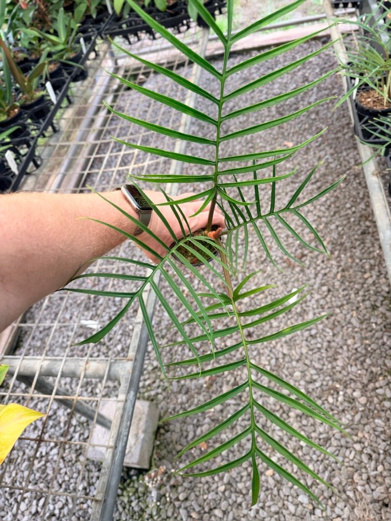 Handpicked 92 - Philodendron Tortum | Uprooted