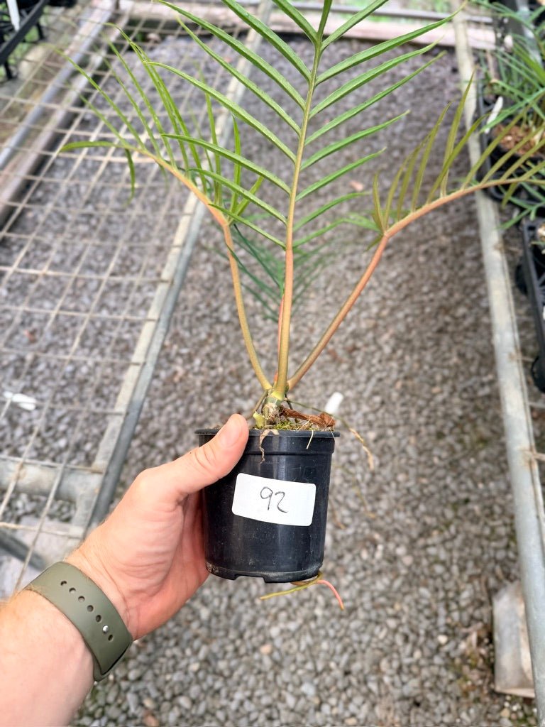 Handpicked 92 - Philodendron Tortum | Uprooted