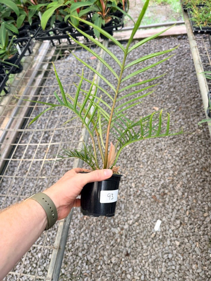 Handpicked 93 - Philodendron Tortum | Uprooted