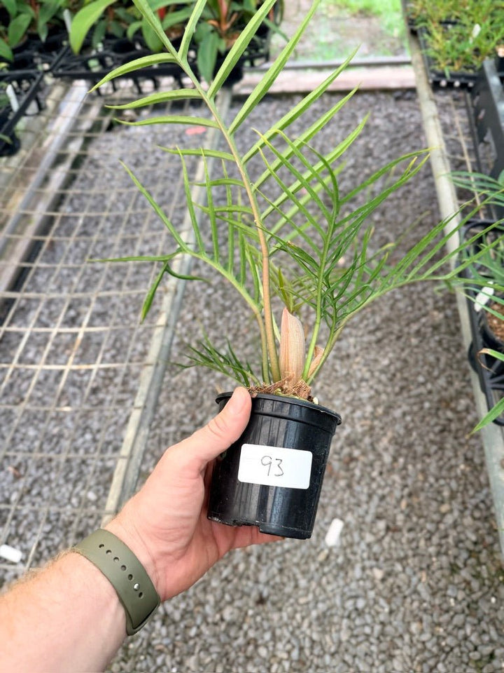 Handpicked 93 - Philodendron Tortum | Uprooted