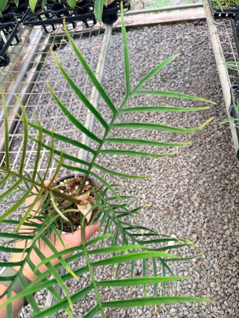 Handpicked 93 - Philodendron Tortum | Uprooted