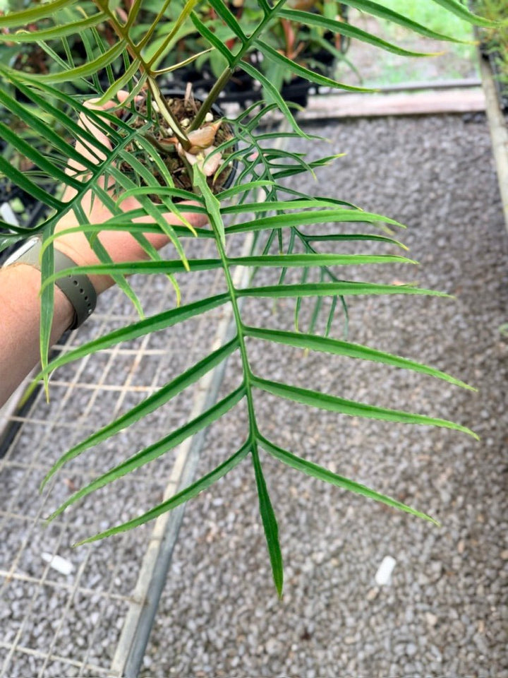 Handpicked 93 - Philodendron Tortum | Uprooted