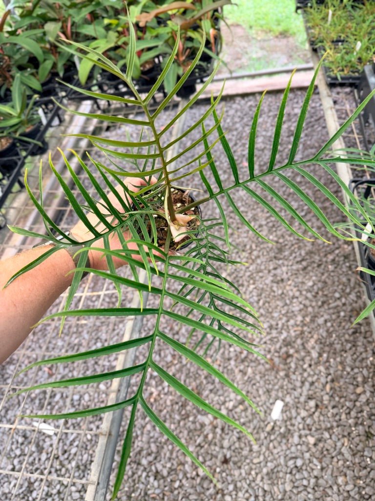 Handpicked 93 - Philodendron Tortum | Uprooted