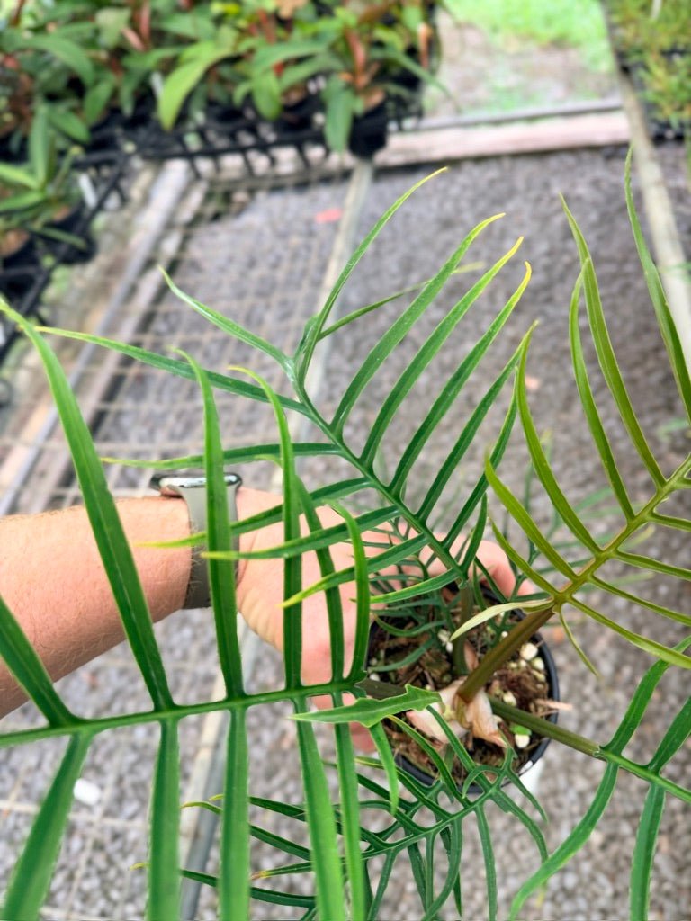 Handpicked 93 - Philodendron Tortum | Uprooted