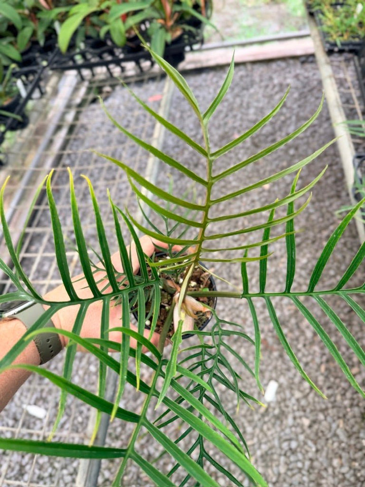 Handpicked 93 - Philodendron Tortum | Uprooted