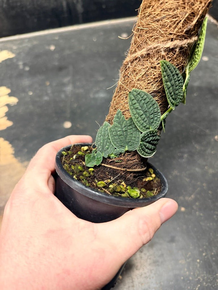 Handpicked 93 - Rhaphidophora Versteegii Totem - 100mm Pot | Uprooted