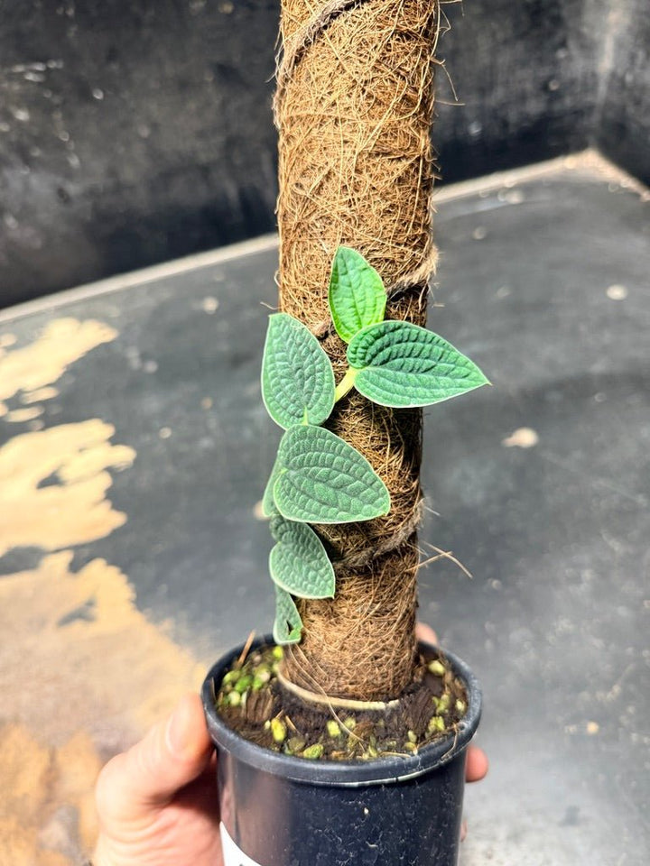 Handpicked 93 - Rhaphidophora Versteegii Totem - 100mm Pot | Uprooted