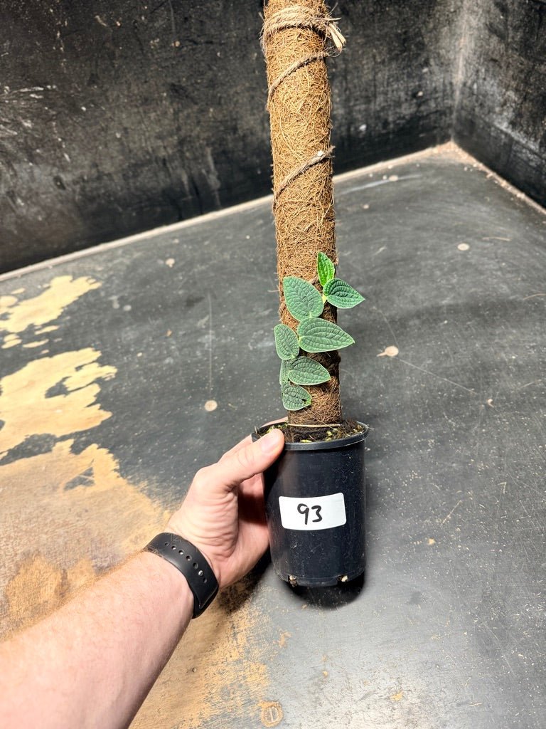 Handpicked 93 - Rhaphidophora Versteegii Totem - 100mm Pot | Uprooted