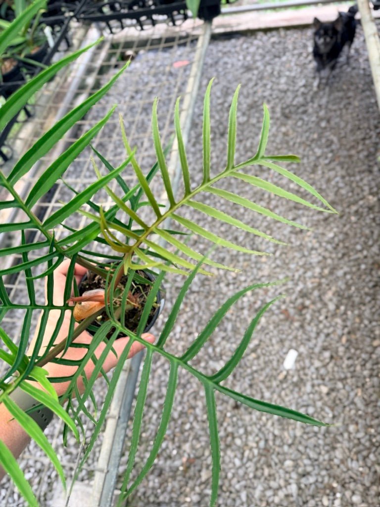 Handpicked 94 - Philodendron Tortum | Uprooted