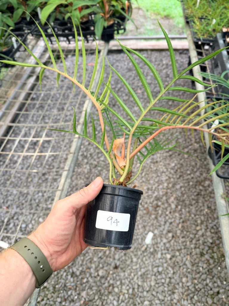 Handpicked 94 - Philodendron Tortum | Uprooted