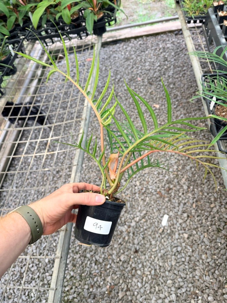 Handpicked 94 - Philodendron Tortum | Uprooted