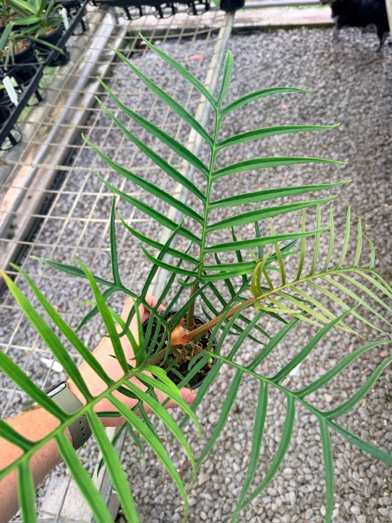 Handpicked 94 - Philodendron Tortum | Uprooted