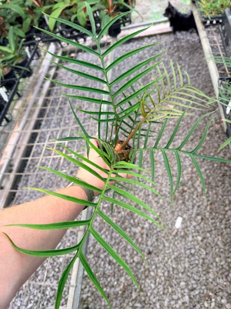 Handpicked 94 - Philodendron Tortum | Uprooted