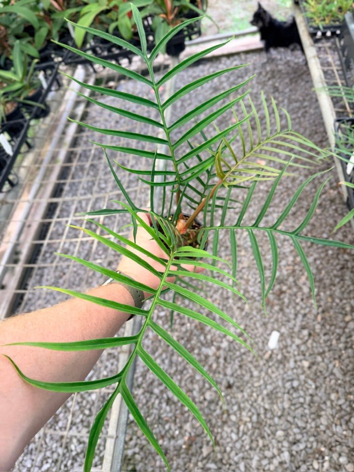 Handpicked 94 - Philodendron Tortum | Uprooted