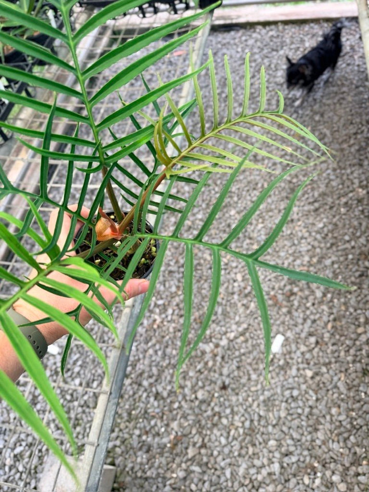 Handpicked 94 - Philodendron Tortum | Uprooted