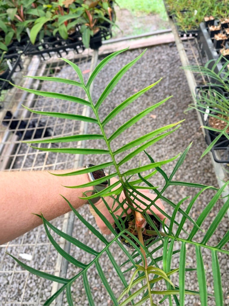 Handpicked 94 - Philodendron Tortum | Uprooted