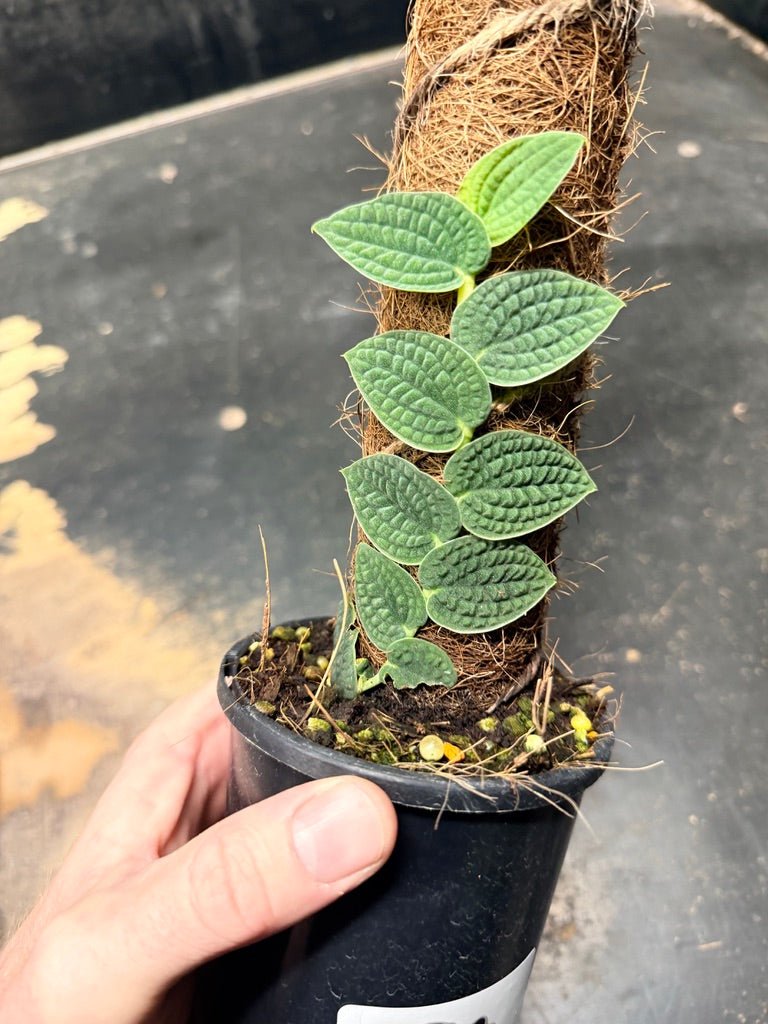 Handpicked 94 - Rhaphidophora Versteegii Totem - 100mm Pot | Uprooted