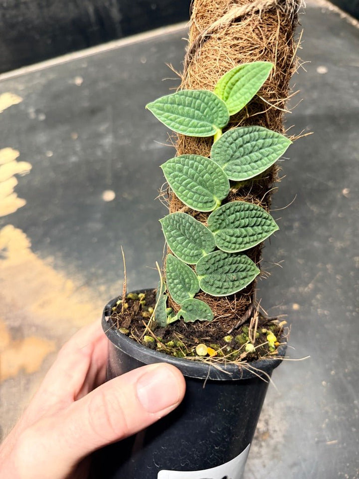 Handpicked 94 - Rhaphidophora Versteegii Totem - 100mm Pot | Uprooted