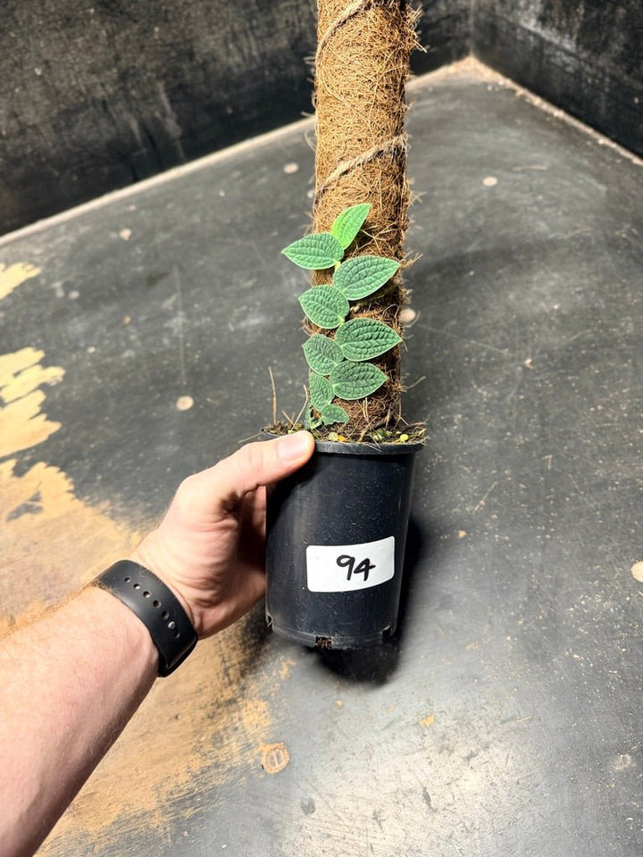 Handpicked 94 - Rhaphidophora Versteegii Totem - 100mm Pot | Uprooted