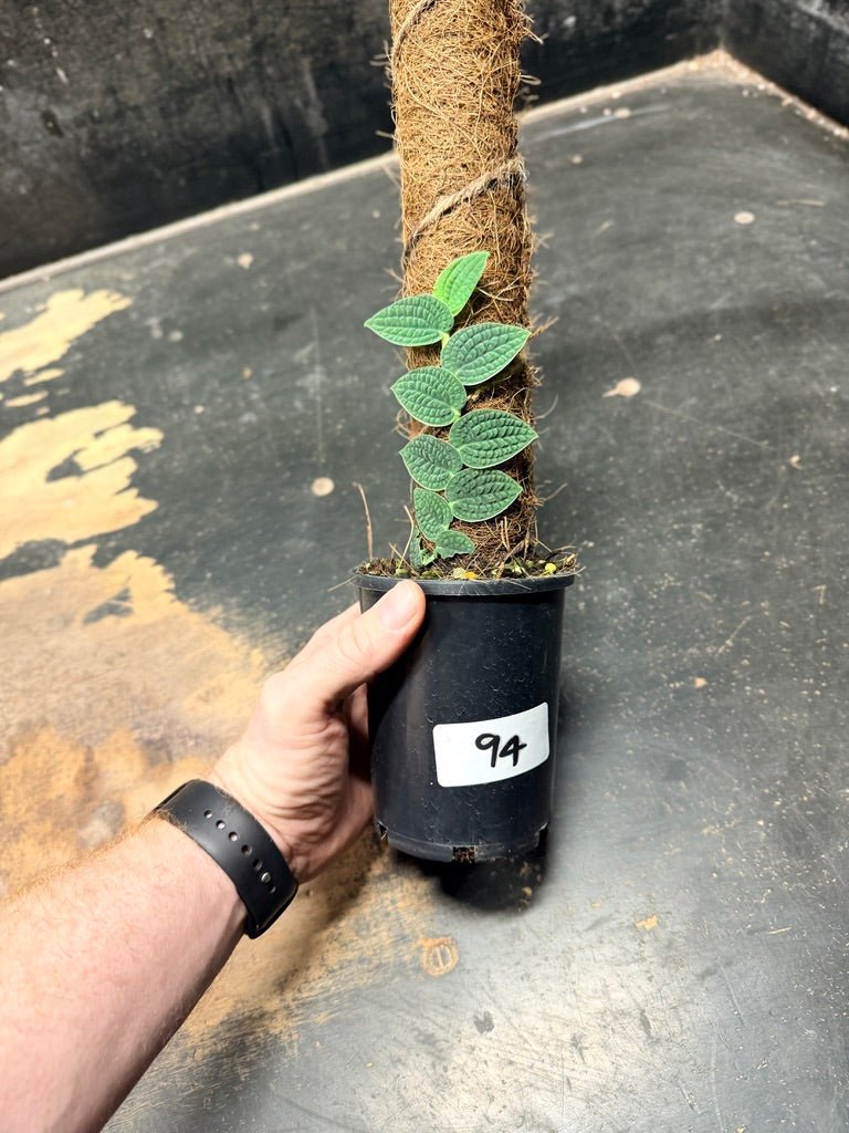 Handpicked 94 - Rhaphidophora Versteegii Totem - 100mm Pot | Uprooted