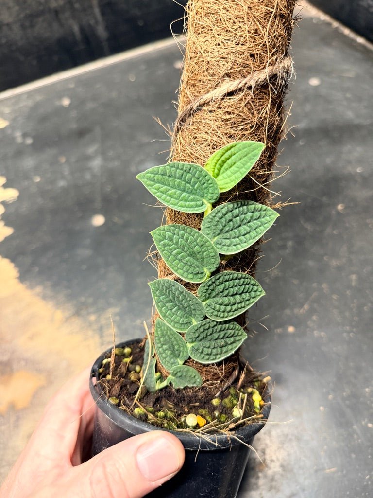 Handpicked 94 - Rhaphidophora Versteegii Totem - 100mm Pot | Uprooted