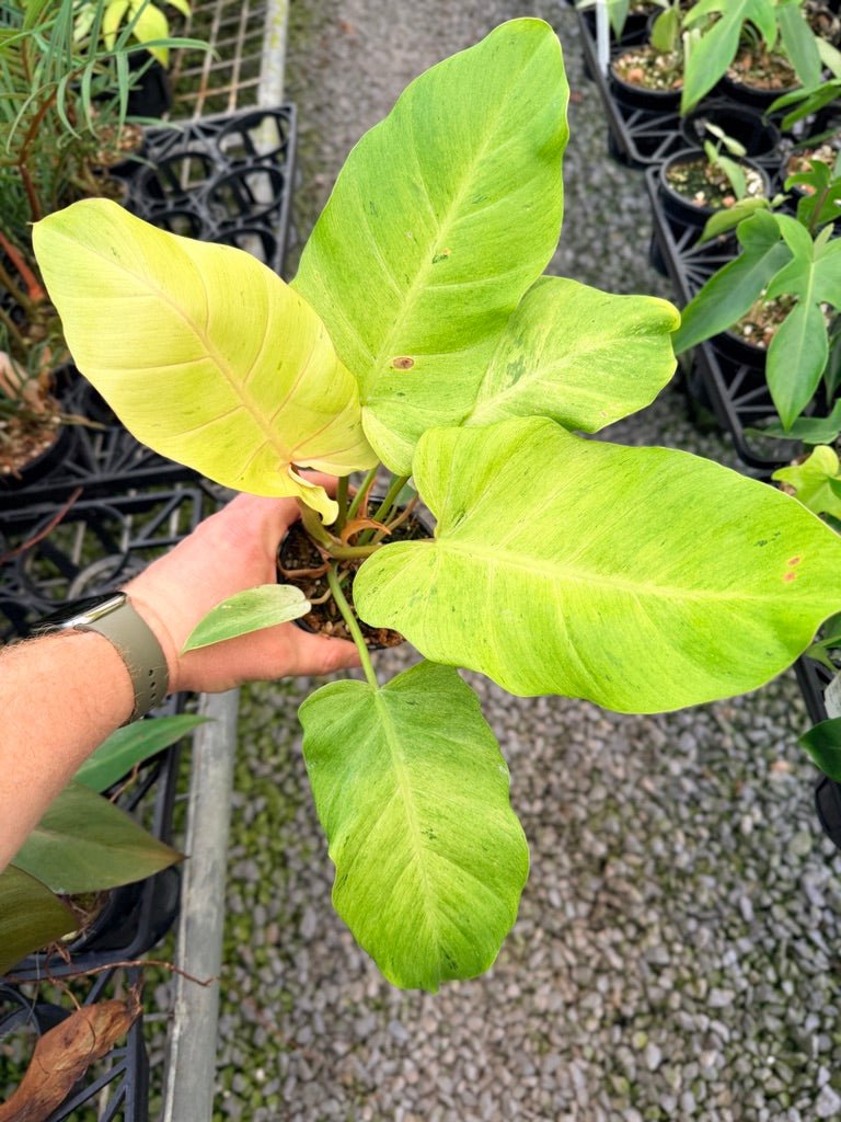 Handpicked 96 - Philodendron Pinnatifidum - Snowdrift | Uprooted
