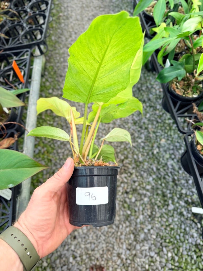 Handpicked 96 - Philodendron Pinnatifidum - Snowdrift | Uprooted