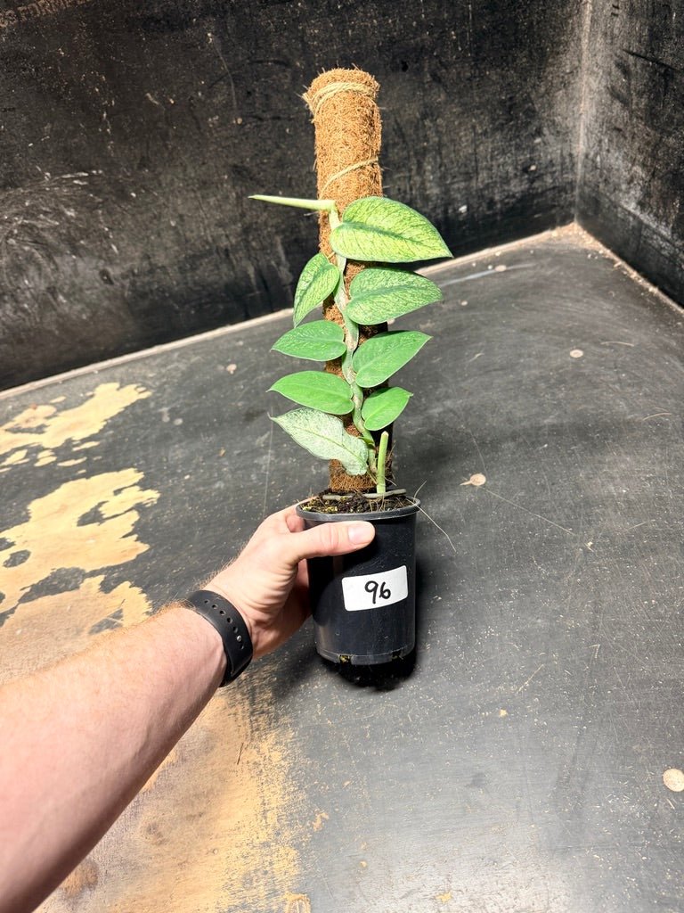Handpicked 96 - Rhaphidophora Hongkongensis Mint Totem - 100mm Pot | Uprooted