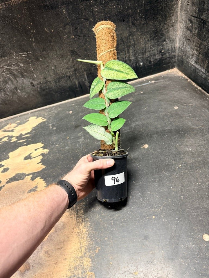Handpicked 96 - Rhaphidophora Hongkongensis Mint Totem - 100mm Pot | Uprooted