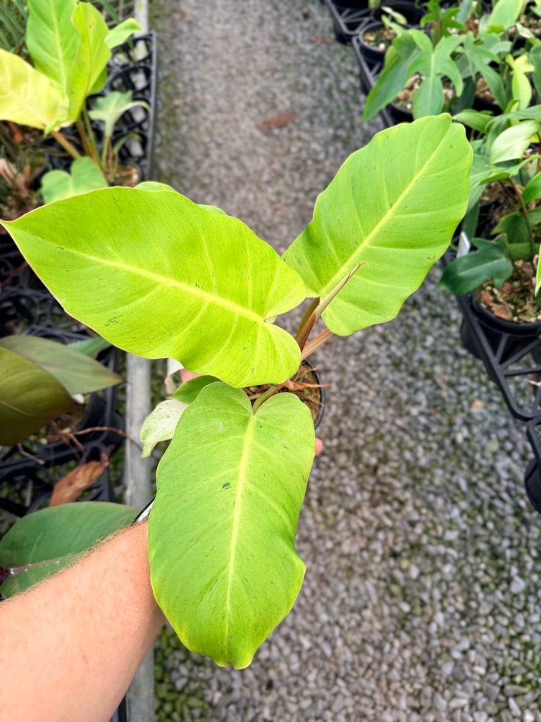Handpicked 97 - Philodendron Pinnatifidum - Snowdrift | Uprooted