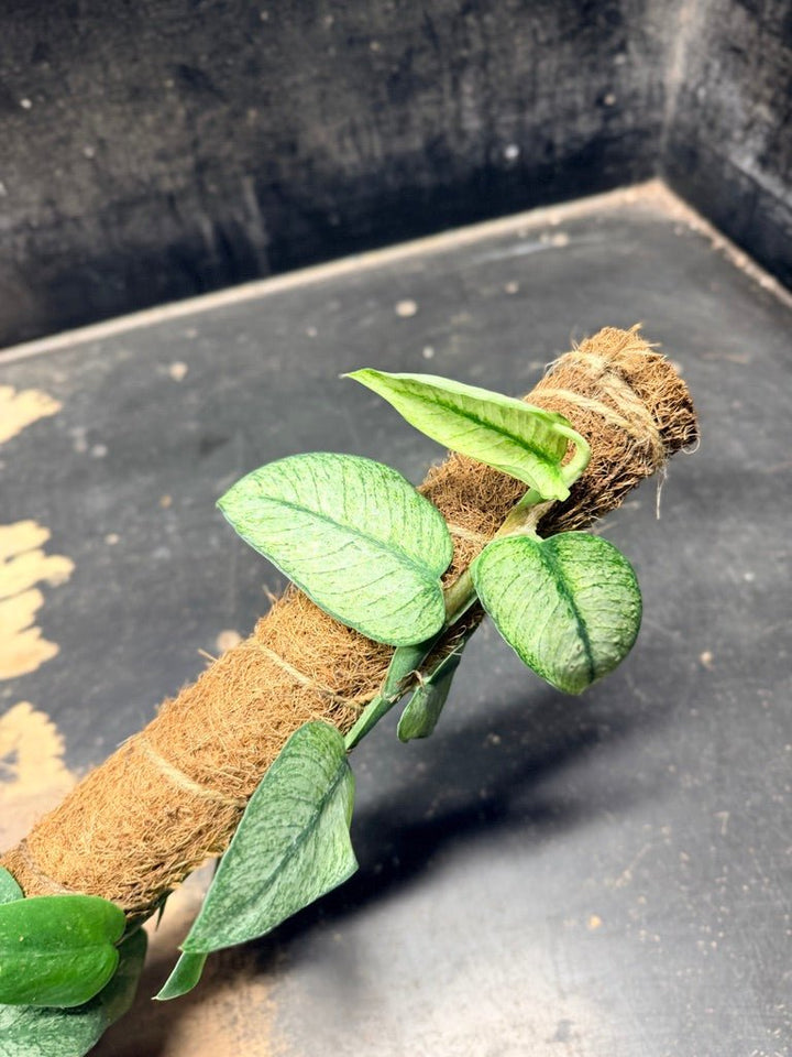 Handpicked 97 - Rhaphidophora Hongkongensis Mint Totem - 100mm Pot | Uprooted