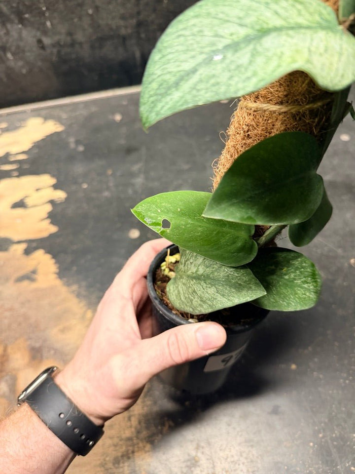 Handpicked 97 - Rhaphidophora Hongkongensis Mint Totem - 100mm Pot | Uprooted