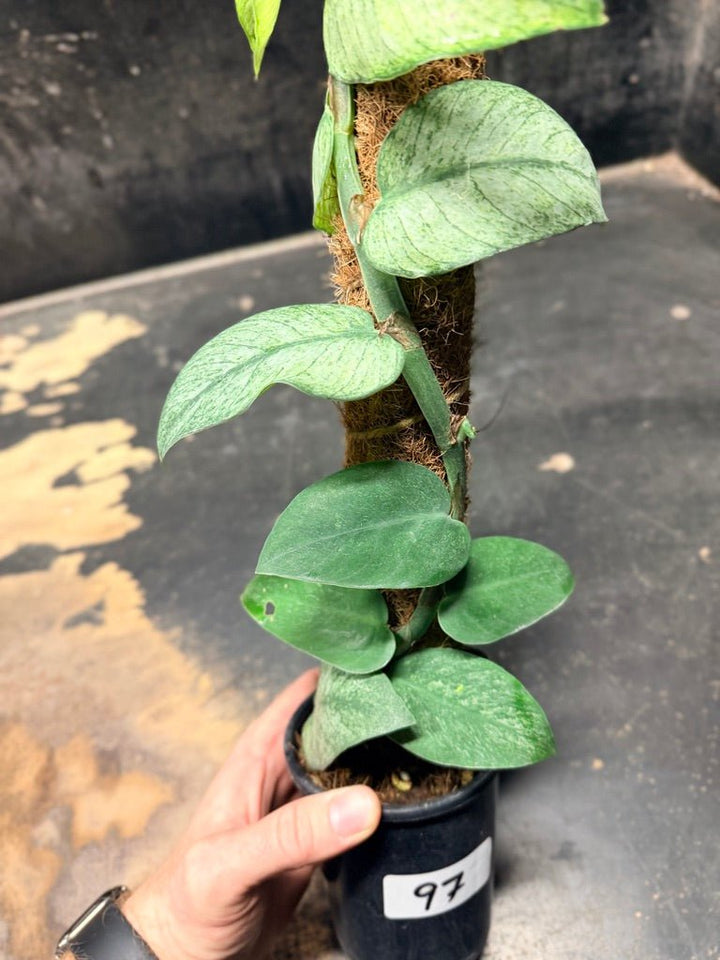 Handpicked 97 - Rhaphidophora Hongkongensis Mint Totem - 100mm Pot | Uprooted