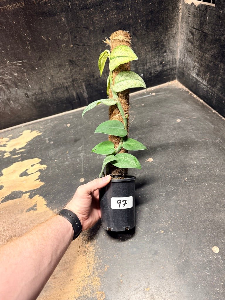 Handpicked 97 - Rhaphidophora Hongkongensis Mint Totem - 100mm Pot | Uprooted