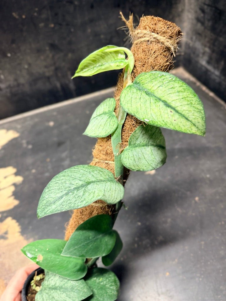 Handpicked 97 - Rhaphidophora Hongkongensis Mint Totem - 100mm Pot | Uprooted